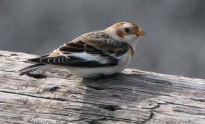 Snow Bunting - Walt Duncan