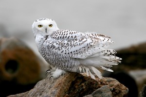 snowy_owl_bf2