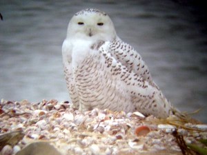 Stratford Snowy Owl - Charlie Barnard