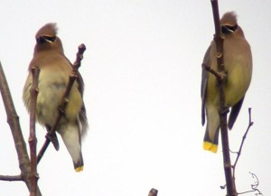 Cedar waxwings