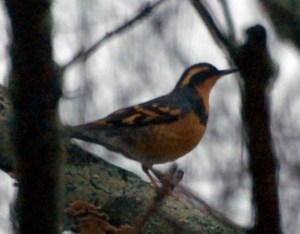 Varied Thrush - Meredith Sampson