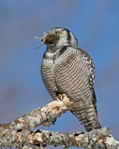 Northern Hawk Owl and Vole - AJ Hand