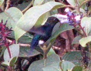 Black-breasted Puffleg - Luke Tiller