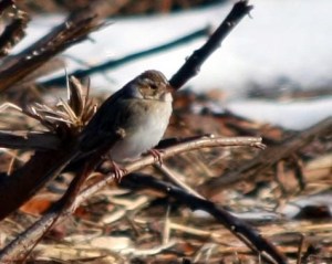 Clay-colored Sparrow - Michael Ferrari