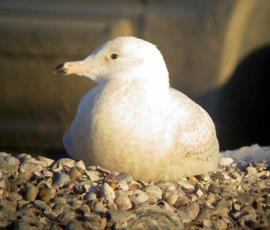 What no owl? - Luke Tiller