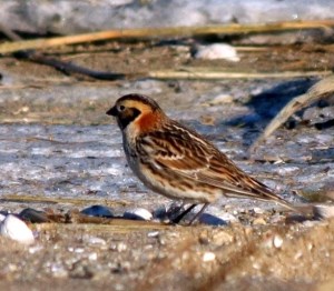 Lapland Longspur - Michael Ferrari