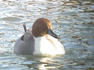 Northern Pintail - Lionel Stringer