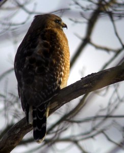 Red-shouldered Hawk - Luke Tiller