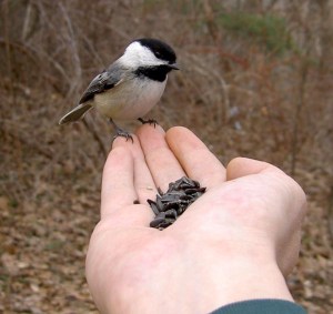 Chickadee - Luke Tiller