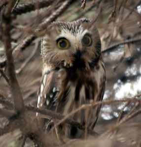 N. Saw-whet Owl - Michael Ferrari