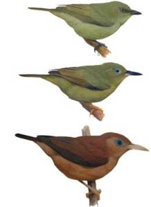 White-eyes - Birdlife International