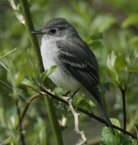 Least Flycatcher - Luke Tiller