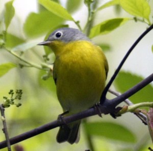 Nashville Warbler - Luke Tiller