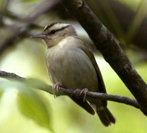 Worm-eating Warbler - Luke Tiller