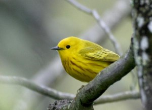Yellow Warbler - Luke Tiller