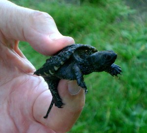 Snapping Turtle - Luke Tiller