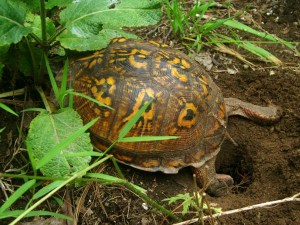 Eastern Box Turtle - Luke Tiller
