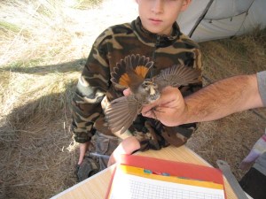 Bluethroat in hand - Stephen Tiller