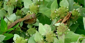 Chinese Manitis - Luke Tiller