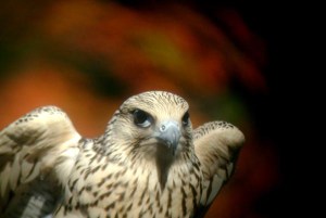 Frankenfalcon - Luke Tiller