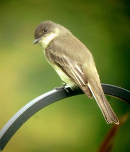 E. Phoebe - Luke Tiller