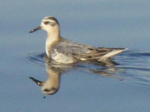 Red Phalarope - Bob Simon