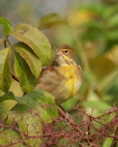 Dickcissel - Mike Ferrari