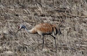 Sandhill Crane - Gary Howard