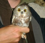 Saw-whet Owl - Luke Tiller