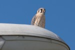 american kestrel 1