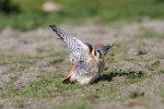 american kestrel 2