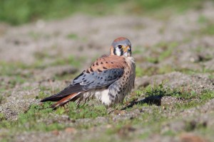 American Kestrel - Luke Tiller