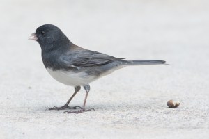 Cassiar Junco? - Luke Tiller