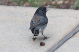 Cassiar Junco? - Luke Tiller