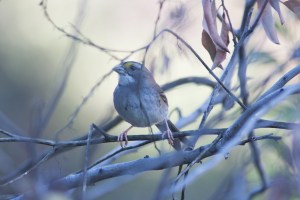 White-throated Sparrow - Luke Tiller