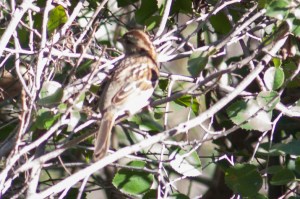 White-thoated Sparrow - Luke Tiller
