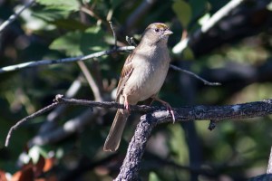 Golden-crowned Sparrow - Luke Tiller