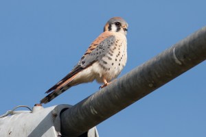 American Kestrel - Luke Tiller