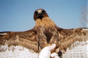 Dark Red-tailed Hawk - Braddock Bay Raptor Research