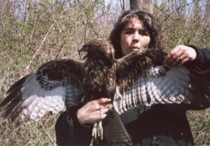 Dark Red-tailed Hawk - Braddock Bay Raptor Research