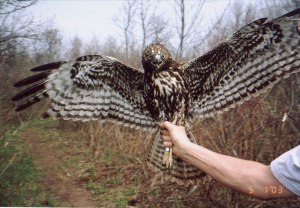 Dark Red-tailed Hawk - Braddock Bay Raptor Research 