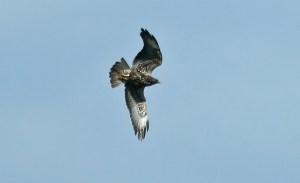 Dark Swainson's Hawk - Braddock Bay Raptor Research
