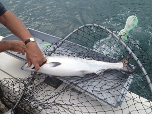 King Salmon - Luke Tiller