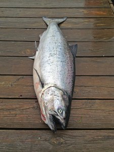 King Salmon - Luke Tiller