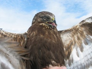 Dark Rough-legged Hawk - Braddock Bay Raptor Reasearch