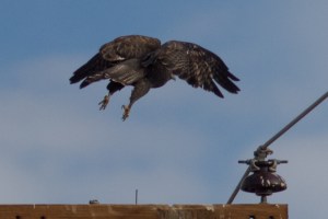 Red-tailed Hawk - Luke Tiller