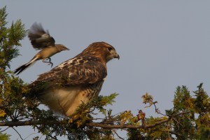 Red-tailed Hawk - Luke Tiller