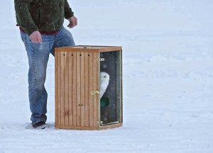 Snowy Owl release - Daena Ford