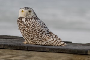 Snowy Owl - Catherine Hamilton