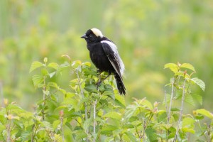 Bobolink - Luke Tiller